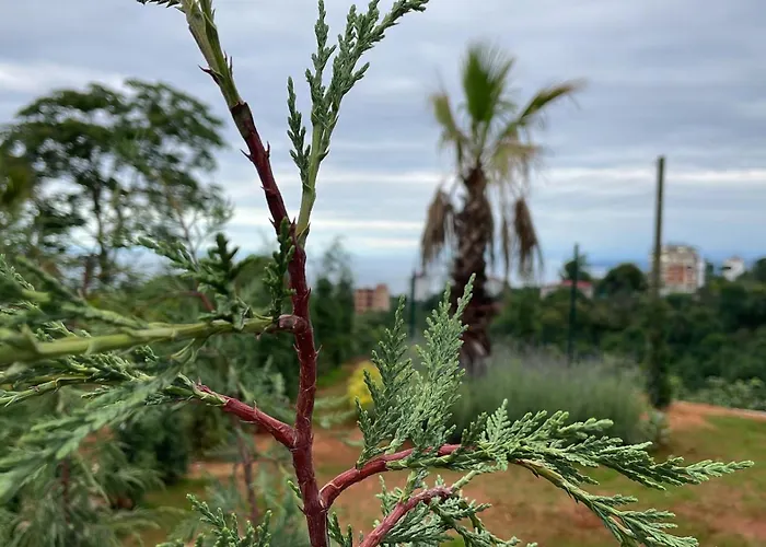 Ganita Tatil Koeyue Faház/Bungaló